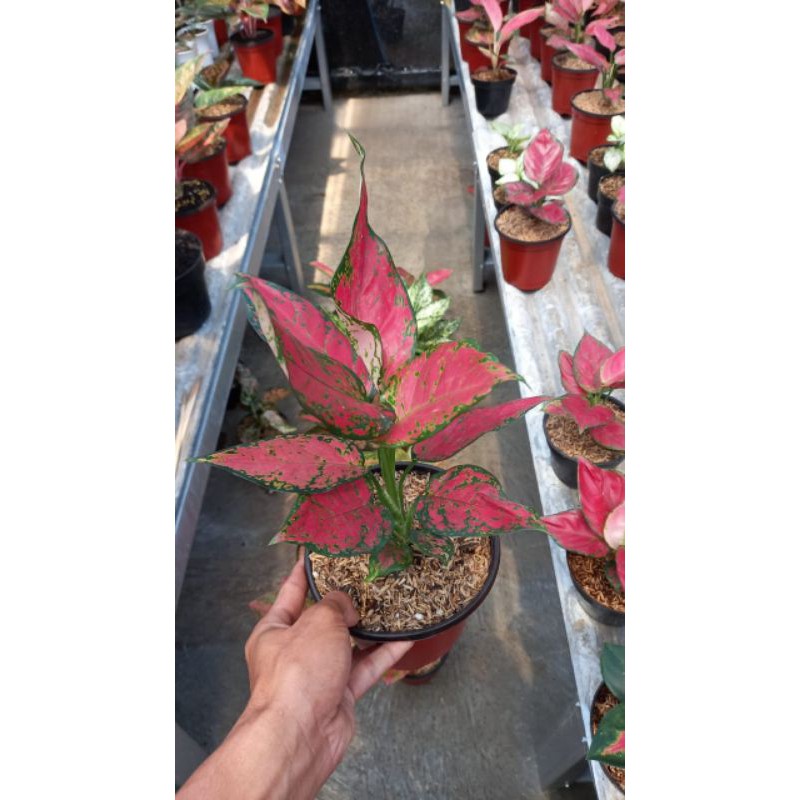 aglaonema red king  remaja
