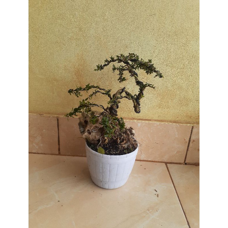 Tanaman bonsai seribu bintang - bonsai mini seribu bintang - bonsai one the rock