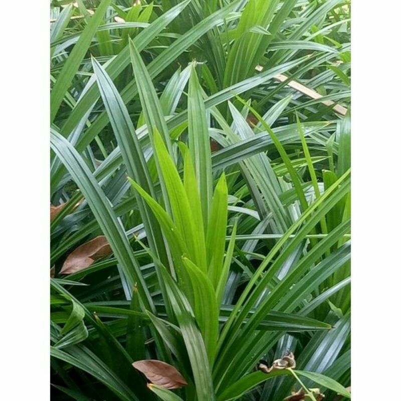 

Daun Pandan Alami segarr