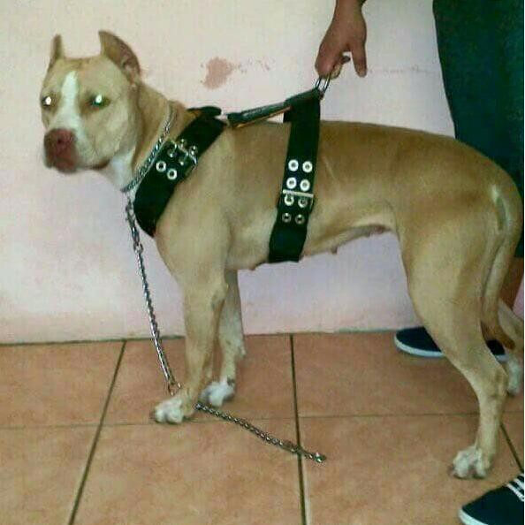 Apbt Harness / Harness Anjing / Harness Pitbull - Hitam