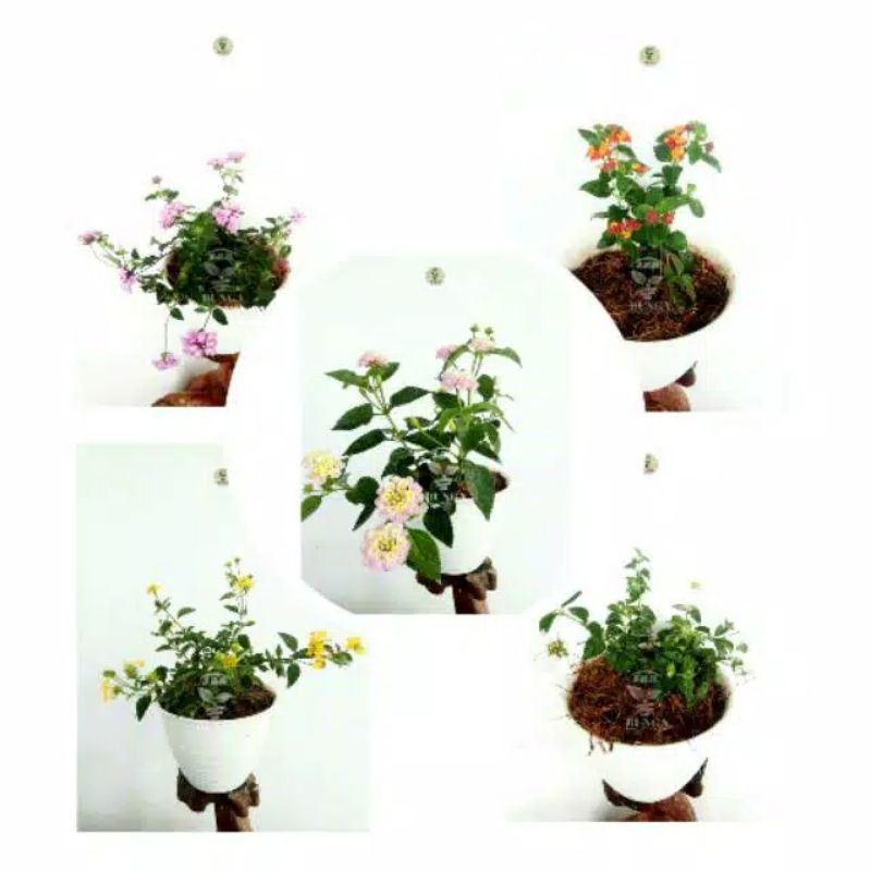 Paket 5 lantana mikro warna (kuning,ungu,merah,ping,putih)