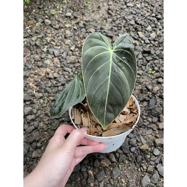 Philodendron Melanochrysum