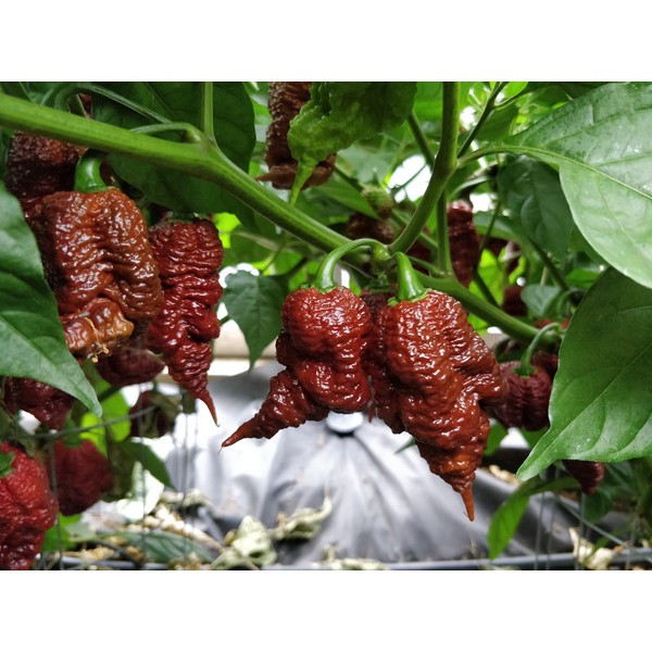 Benih-Bibit Cabe Super Pedas Big Black Mama (Haira Seed)