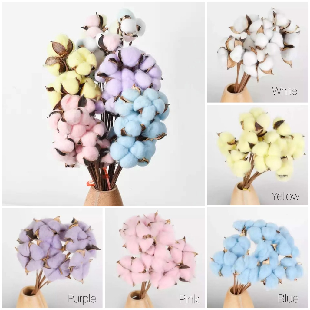 Jual (Eceran 1 tangkai) Dried Cotton Flower / Dry Cotton Flower/Bunga
