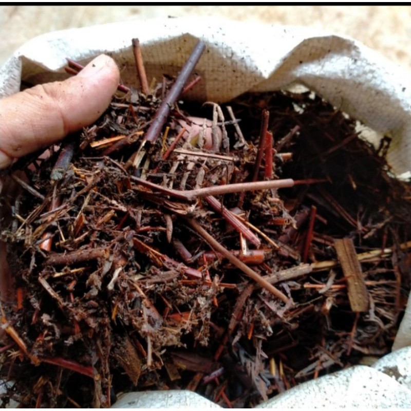 Media tanam pakis andam -media tanam pakis andam - media tanam anggrek - media tanam 500grm