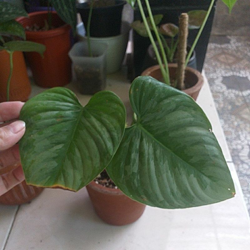 philodendron sodiroi