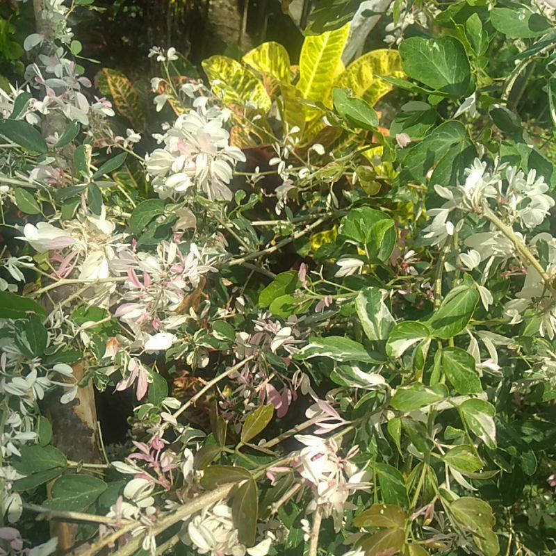 Asem Londo tanaman hias