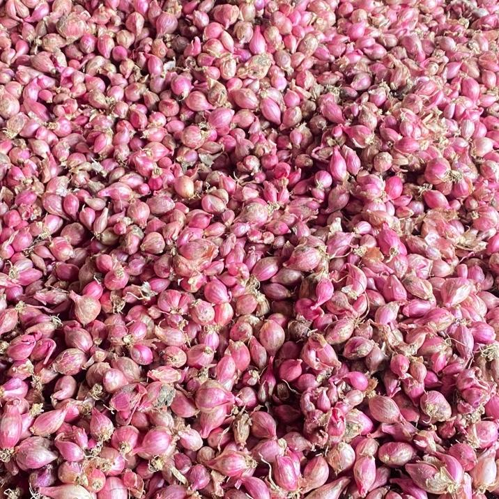 

Update! Bawang Merah Kecil 1kg