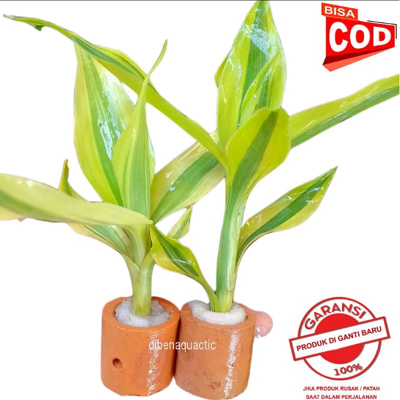 tanaman aquascape sri rejeki-bambu hoki media pot