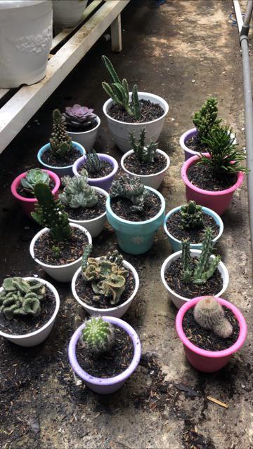 Pot Tawon 10 Cm Putih