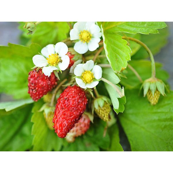 Benih-Bibit Strawberry Alpine Alexandria (Haira Seed)