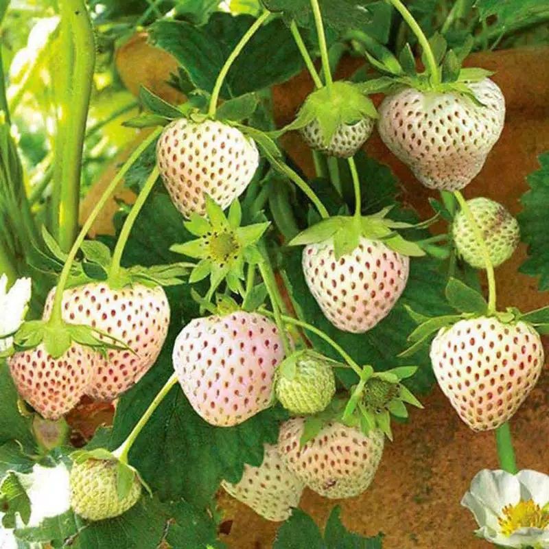 Benih Biji Buah STRAWBERRY PUTIH IMPORT