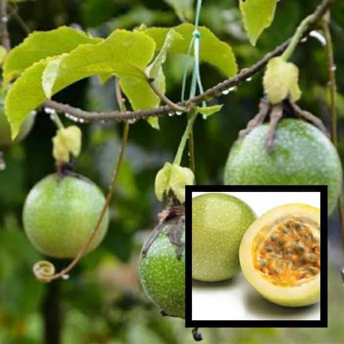 BIBIT TANAMAN BUAH MARKISA HER0