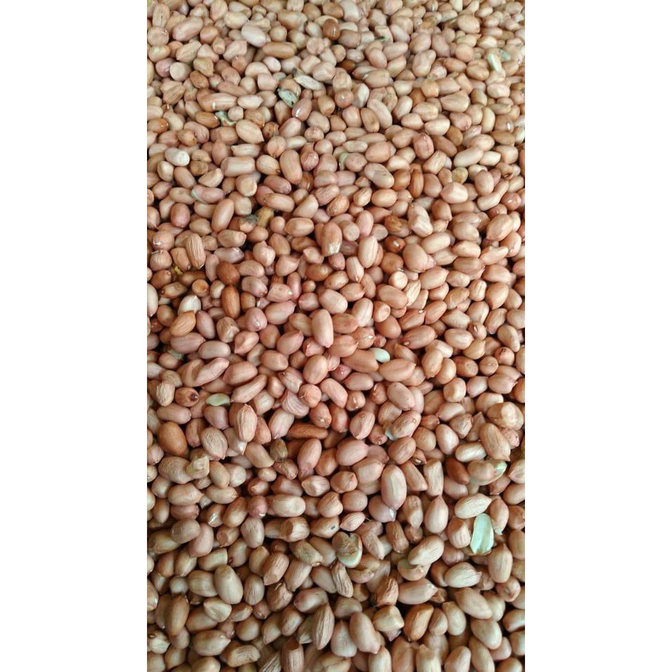 

Kacang Tanah 100 gr Kacang Mentah 100 gr
