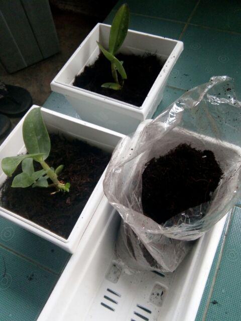 Media Tanam Moss Hitam Akar Kadaka E