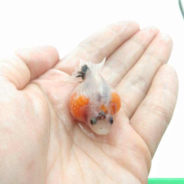 BEST PRODUCT Ikan Mas Koki Mutiara Tikus