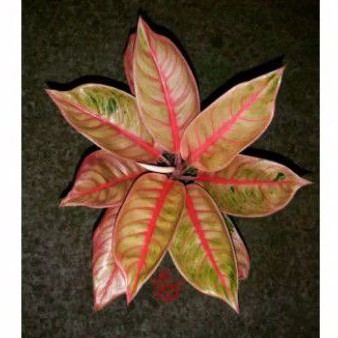 Tanaman hias bonggol aglonema Veronica golden bibit