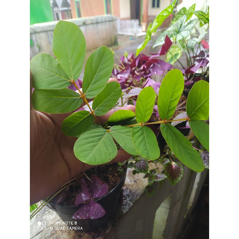 

BBIT TANAMN KI MANILA BBIT HERBAL