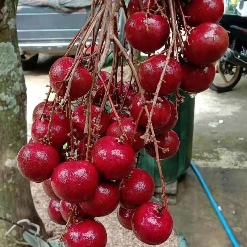 Bibit Kelengkeng Merah -Matalada  Berbunga | Berbuah