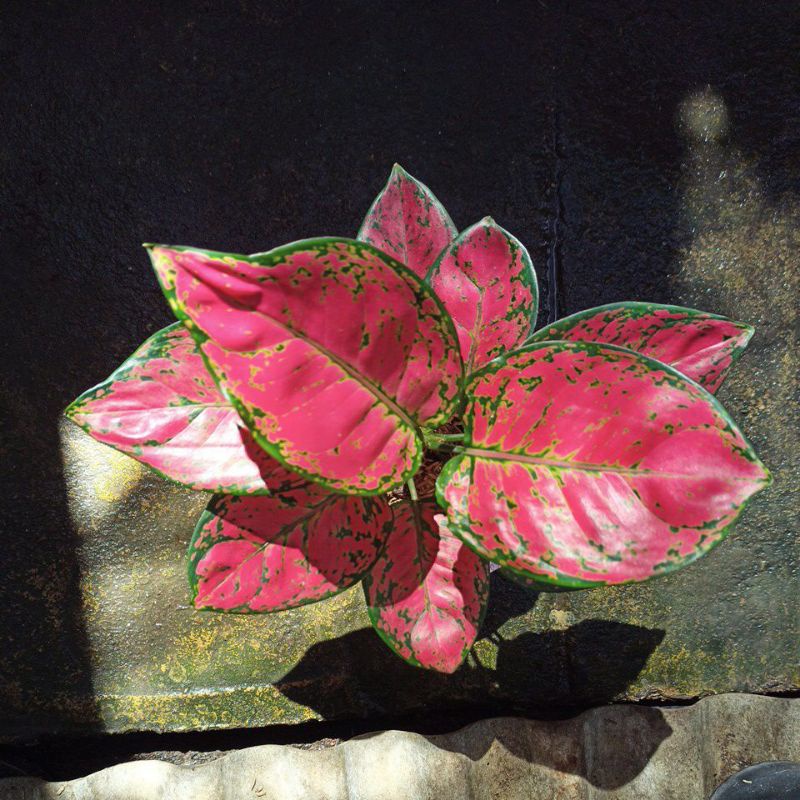 aglonema red dud anjamani