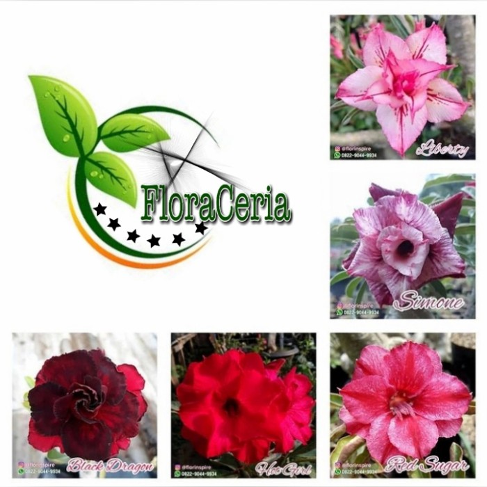 

Paket 5 Bibit Bunga Adenium Tumpuk PROMO