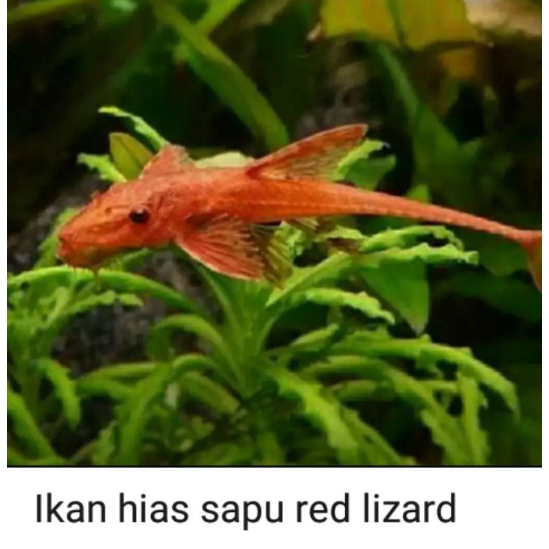 

ikan red lizard