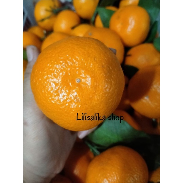 JERUK HONEY MURCOTT MANDARIN