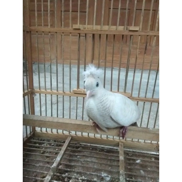 burung perkutut katuranggan songgo ratu