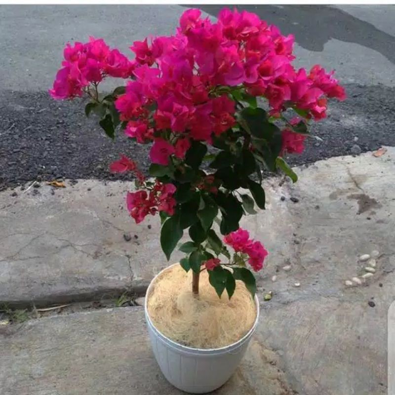 Bugenfil bunga merah