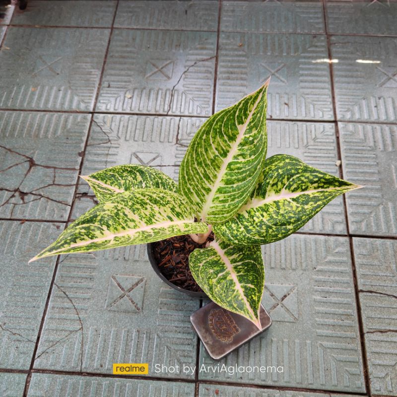 Aglaonema Mutiara