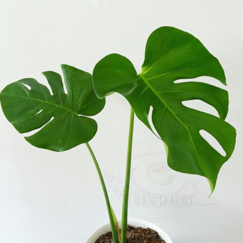 bibit philodendron monstera deliciosa