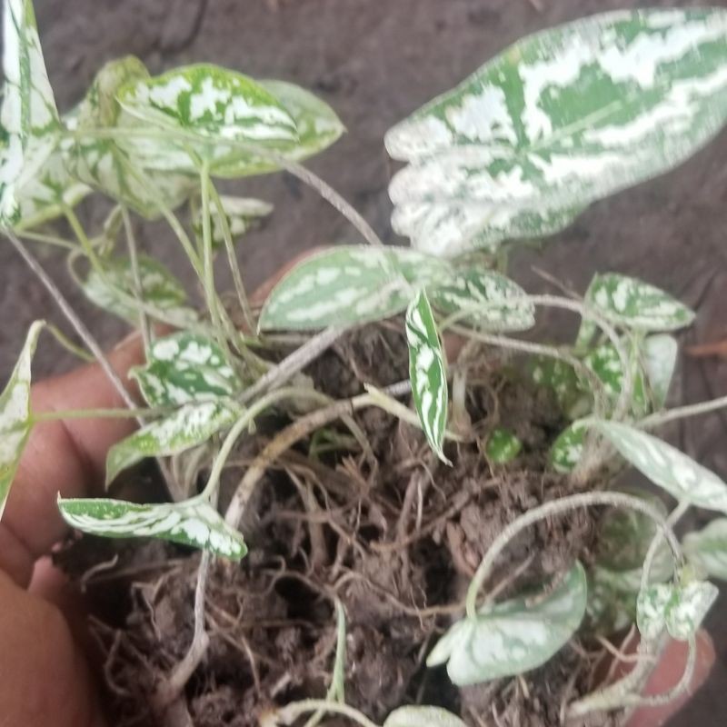 1KG UMBI/BONGGOL KELADI LILIPUT/KELADIMINI