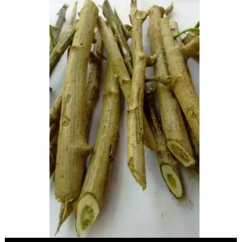 

stek insulin