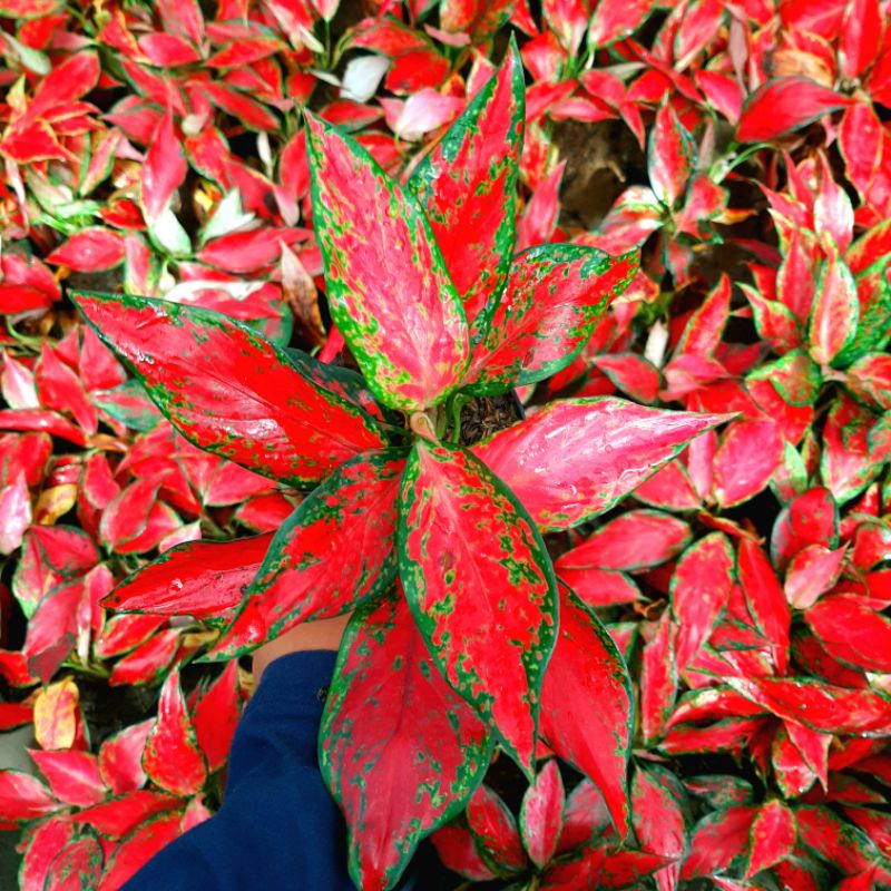Aglaonema ruby garuda merah