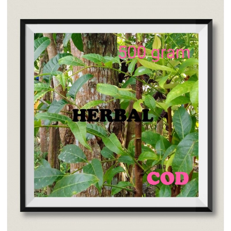 

Daun Herbal Mahoni Untuk Metabolisme Tubuh Kulit Tulang dan Kesehatan Mata