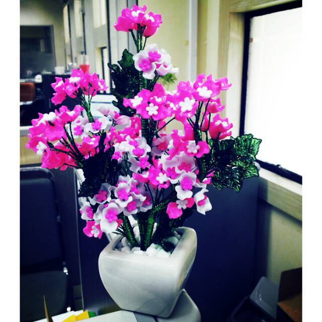 

Pink-white sakura flowers