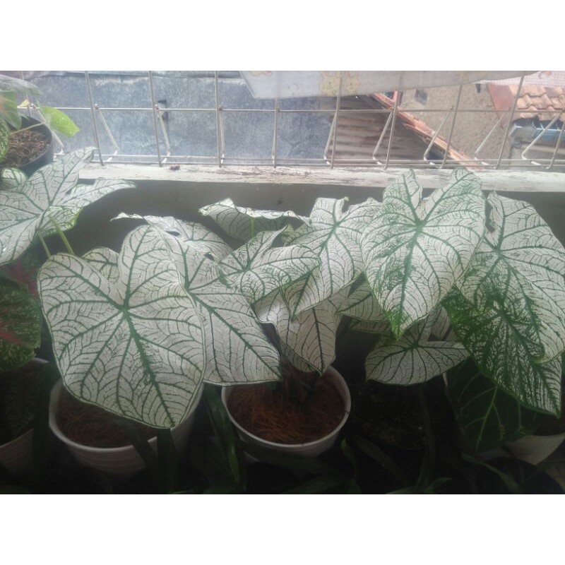 

Kladi Putih