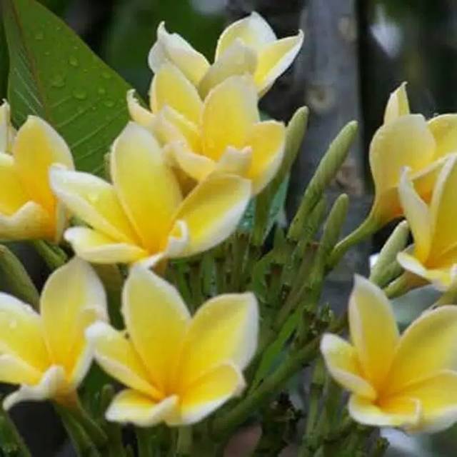 Bunga kamboja bali -Bibit stek tanaman kamboja bali