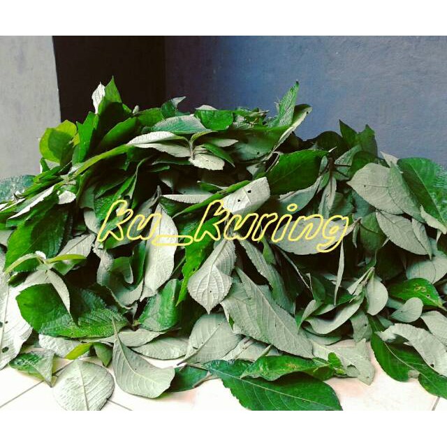 

HARGA GROSIR 500 Gram Keji Beling / Pecah Beling Segar - Herbal Batu Ginjal TERLARIS