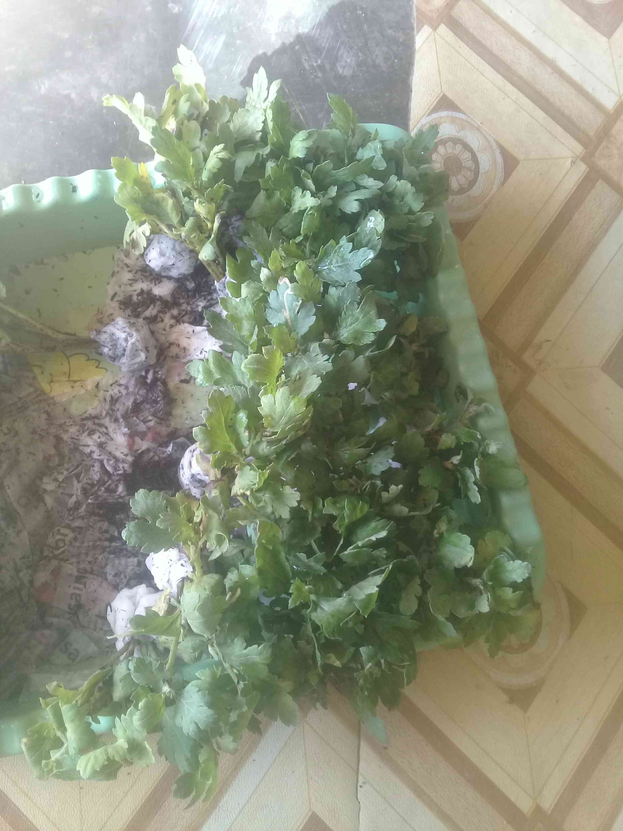 Tanaman Hias Bibit Bunga Krisan Paket 65 Pcs