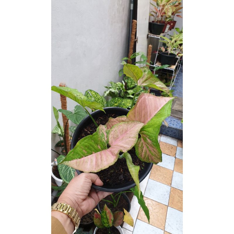 syngonium pink flecked
