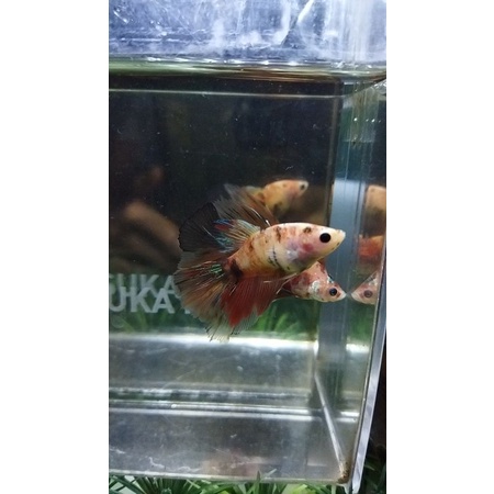 CUPANG SEPASANG HALFMOON/HM NEMO MULTICOLOR 100%REALPICT
