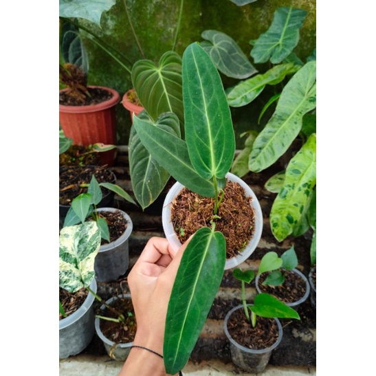 Anthurium Waroqueanum Ekonomis