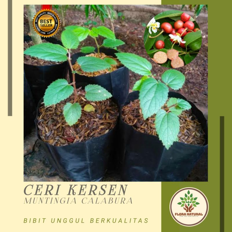 Bibit tanaman buah ceri seri kersen pohon ceri