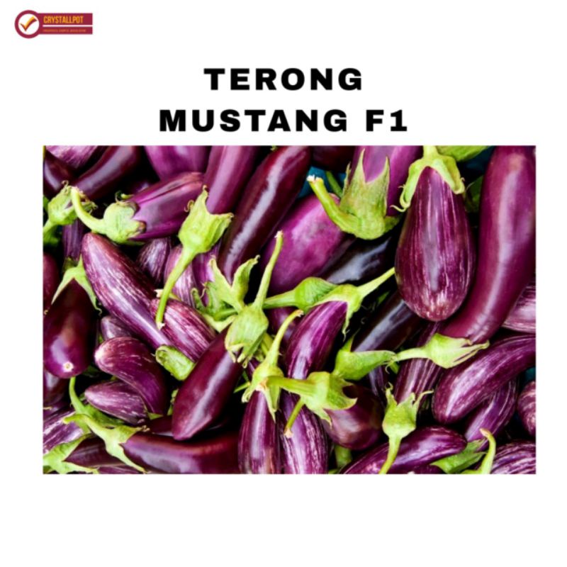 benih bibit terong ungu Mustang f1 cap panah merah - TERONG MUSTANG F1