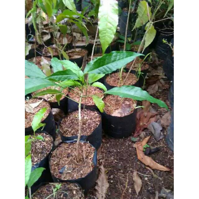 Tanaman bunga sakura ungu atau tabebuya ungu sakura indonesia
