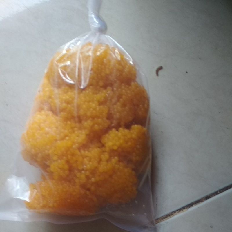 telur sapu sapu kering
