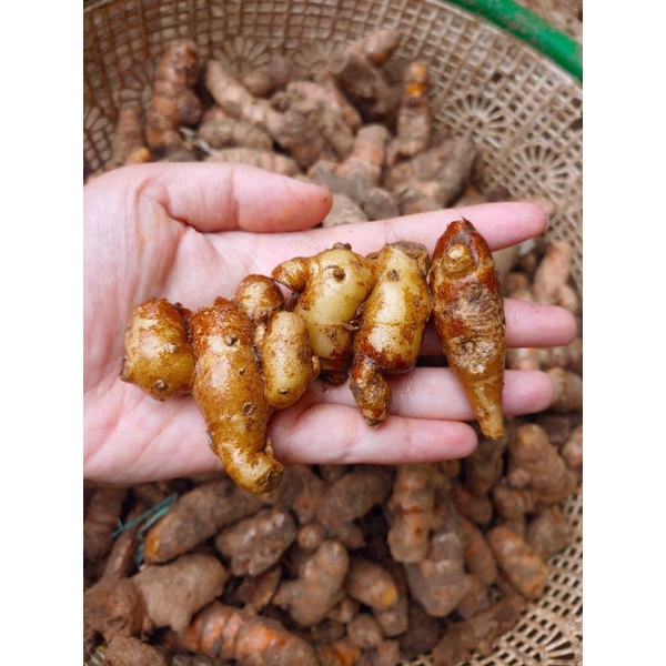 

KENCUR / cikur 500gr