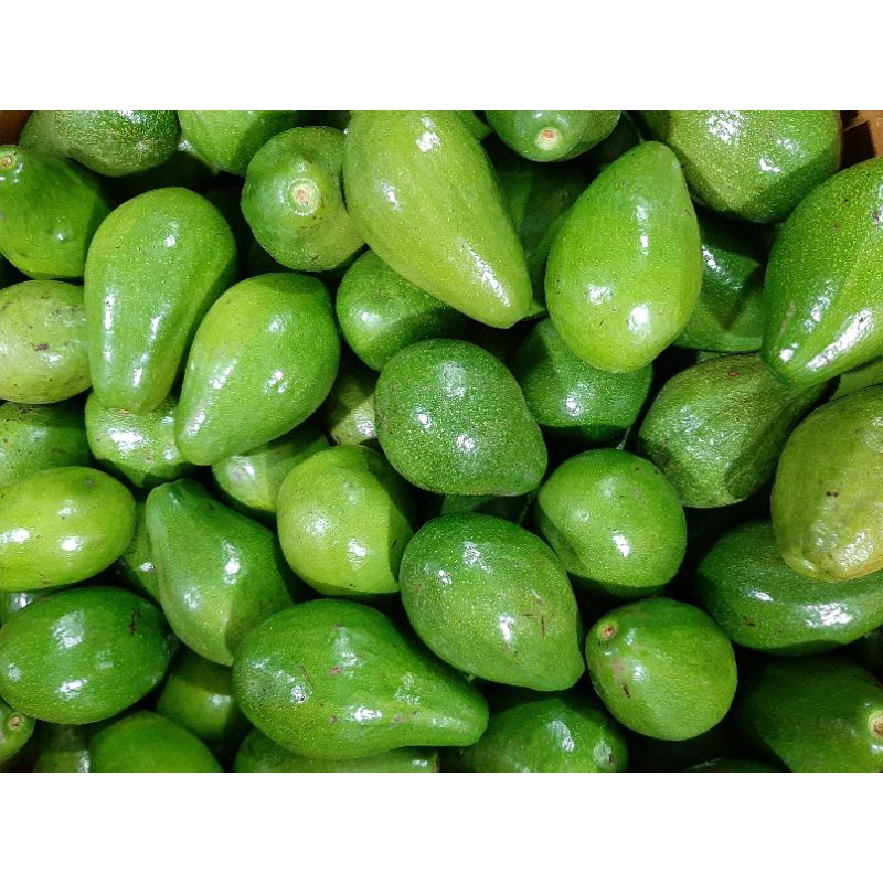 

PROMO Alpukat Mentega Super 1kg Bogor