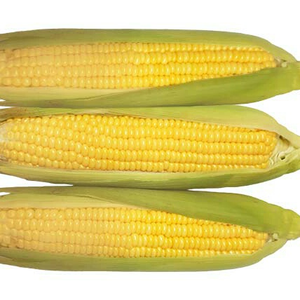 

jagung sayur 1Pcs